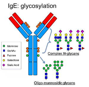 Ige тест. Схема строения IGE. IGE иммуноглобулин. IGE антитела. Иммуноглобулины e.